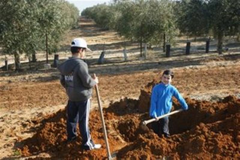 PLANTACION DE ARBOLES EN VIAS PECUARIAS