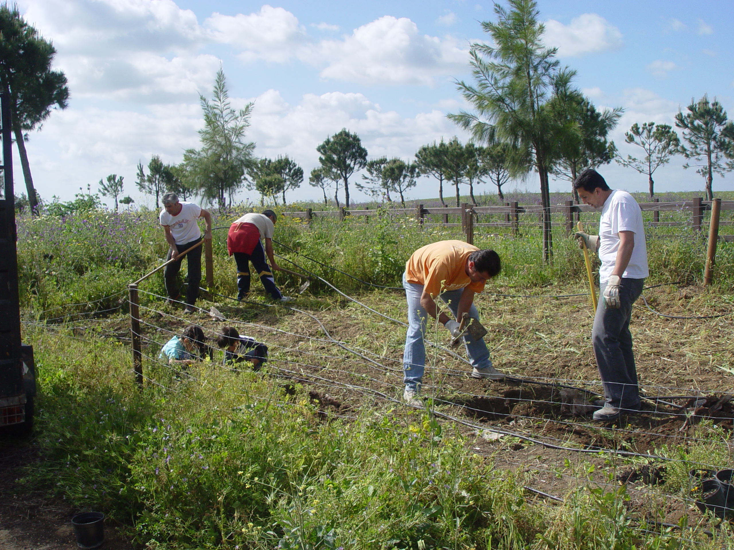 PLANTACIN EN CAADA REAL DE EL CORONIL