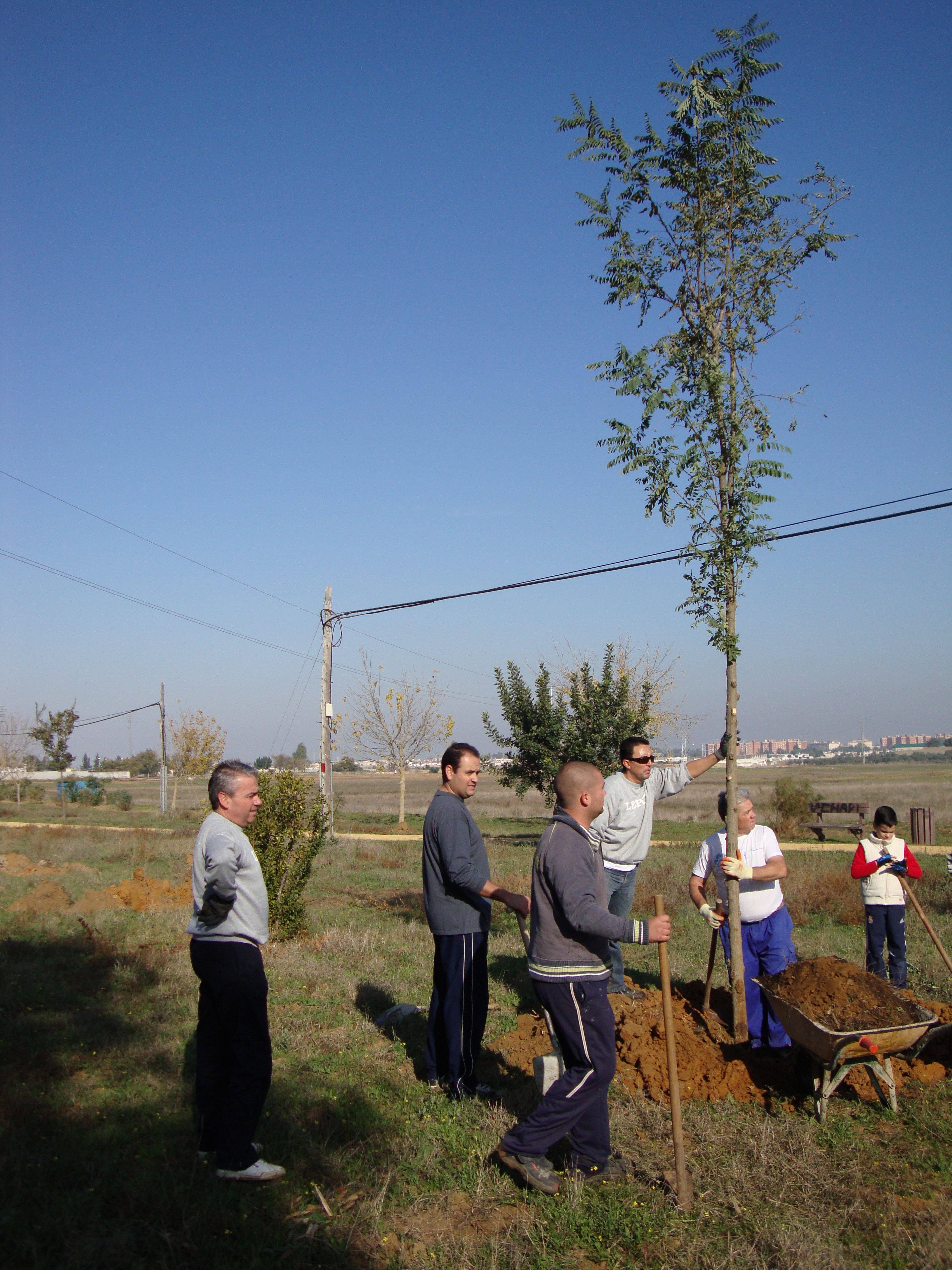 PLANTACIÓN