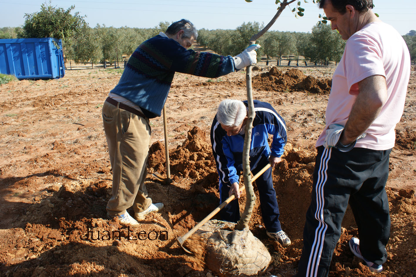 PLANTACIN DE RBOLES EN VA PECUARIA